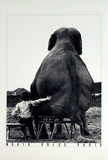 My Pal the Elephant Posters by Mike Hollist