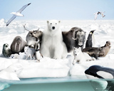 Frozen Planet Poster Frozen Planet Poster