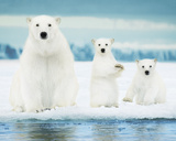 Polar Bears- Family Poster