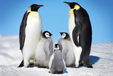 Penguins-Family Reprodukcje Penguins-Family Reprodukcje