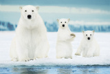 Polar Bears-Family Prints