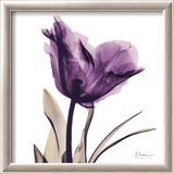 Royal Purple Parrot Tulip Poster by Albert Koetsier