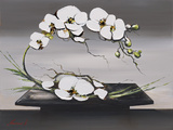 Happiness of White Orchids I Prints by Olivier Tramoni