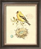 Gilded Songbird II Prints by Chad Barrett