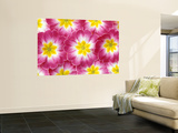 Primroses, Washington, USA Posters