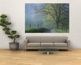Foggy Road and Oak Tree, Cades Cove, Great Smoky Mountains National Park, Tennessee, USA Art by Darrell Gulin