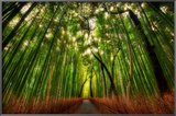 The Bamboo Forest Poster by Trey Ratcliff