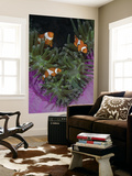 Clownfish Swim Among Anemone Tentacles, Raja Ampat, Indonesia Print by  Jones-Shimlock