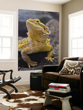 Bearded Dragon Prints by Adam Jones