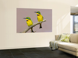 Two Little Bee-Eater Birds on Limb, Kenya Prints by Joanne Williams