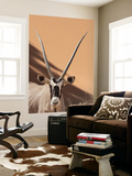 Close-Up of Oryx, Namib-Naukluft Park, Namibia, Africa Posters by Wendy Kaveney
