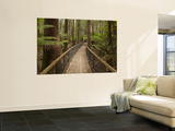 Tall Trees Walk, Mount Field National Park, Tasmania, Australia Prints by David Wall