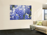 Close Up of Group of Texas Bluebonnets, Texas, USA Print by Julie Eggers