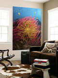 Two Varieties of Feather Star Crinoids, Pisang Islands, Papua, Indonesia Posters by  Jones-Shimlock
