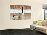 Canada Goose Standing in a Still Marsh Art by Larry Ditto