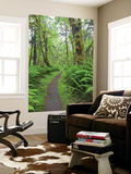 Maple Glade Trail, Quinault Rain Forest, Olympic National Park, Washington, USA Prints by Jamie & Judy Wild