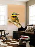 Little Bee-Eater Bird on Limb With Bee in Beak, Kenya Posters by Joanne Williams