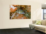Close-Up of Pufferfish, Raja Ampat, Papua, Indonesia Prints by  Jones-Shimlock