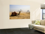 Lone Camel Gazes Across the Giza Plateau Outside Cairo, Egypt Affiches par Dave Bartruff