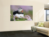 Atlantic Puffin and Sea Pink Flowers, Saltee Island, Ireland Prints by Art Morris