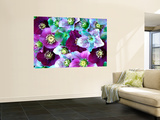 Heliborus Pattern of Winter Blooming Flower, Sammamish, Washington, USA Posters