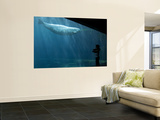 Boy Watching Beluga Whale at Vancouver Aquarium Posters by Christopher Herwig