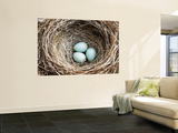 Nest and Eggs of Common Blackbird (Turdus Merula) Posters by Grant Dixon