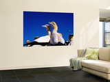 Cape Gannets at Colony Posters by Frans Lemmens