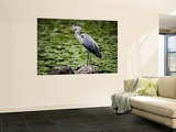 Bird in the Gardens at Heian-Jingu Shrine Prints by Greg Elms