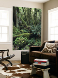 Temperate Rainforest with Ferns and Moss-Covered Tree Trunks Prints by Brent Winebrenner
