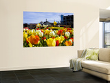 Tulips on Pier 39 with Coit Tower in the Background. Posters by Christina Lease