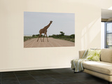 Giraffe Crossing the Road Art by Uros Ravbar