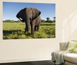 African Elephant (Loxodonta Africana Africana), Kapama Game Reserve Posters by Ariadne Van Zandbergen