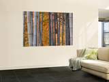 Maples Trees and Bamboo, Arashiyama, Kyoto, Japan Posters by Gavin Hellier