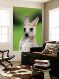 Young Kangaroo (Macropus Giganteus) at Pretty Beach Posters by Paul Kennedy