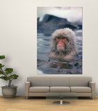 Japanese Macaque, Snow Monkey Sitting in Waters of Hot Spring in Shiga Mountains During a Snowfall Posters by Co Rentmeester