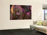 Ke$ha Plakater