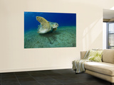 Green Turtle Poster by Mark Webster