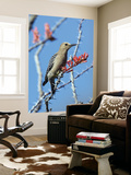 Gila Woodpecker (Melanerpes Uropygialis) Posters by Mark Newman
