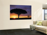 Acacia Tree at Sunrise, Serengeti National Park, Tanzania Prints by Paul Joynson-hicks