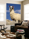 Alpaca (Vicugna Pacos) Prints by John Elk III