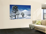 Araucaria (Monkey Puzzle) Trees in Snow Below Volcan Llaima, La Aracucania Region Affiches par Grant Dixon