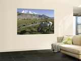 White Horse Infront of a Snow Capped Muztagh Ata at Lake Karakul, Near Kashgar Art by Christopher Herwig