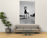 Jimmy the Horse Rollerskating Down Road in Front of Its Farm Posters by Joe Scherschel
