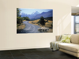 Sheep Nr. Mt. Cook, New Zealand Prints by Peter Adams