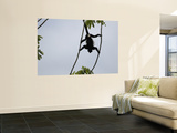 Male Mantled Howler Monkey (Alouatta Palliata) Splayed in Tree Prints by Shannon Nace