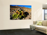 Llareta 14, Lauca National Park, Chile Prints by Woods Wheatcroft