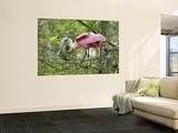 Roseate Spoonbill at Lake Martin Near Breaux Bridge Posters by Sune Wendelboe