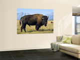 Bison Posters by Douglas Steakley