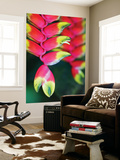 Colourful Shitulli Flower Posters van Paul Kennedy